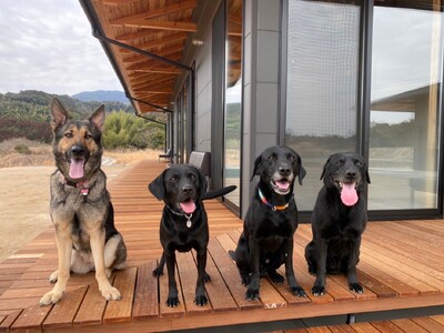 【春のドッグイベント】愛犬と一緒に見て・ふれて・体験して学べる！「MOREWAN交流会」開催