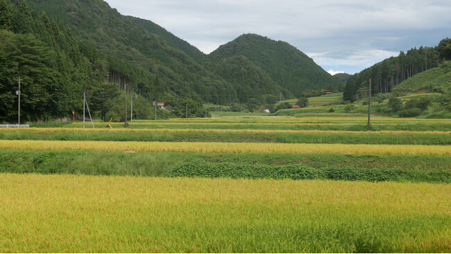 島根県産 令和7年産「仁多米・比田米・神楽米」新米入荷 ～奥出雲NAORAI公式サイトで10月17日発売開始～