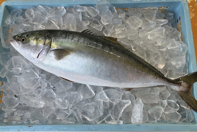 有限会社三栄水産・有限会社大塚水産 × 株式会社Genki GDC、香…