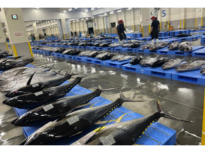 沖縄県産「生まぐろ」の新たな産直プロジェクトを始動