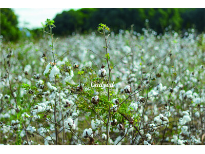 「染めない」という選択。Lefts,新プロジェクト始動