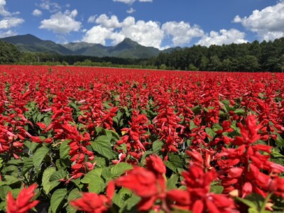 10haの花畑「YATZ GARDEN（ヤッツガーデン）」サルビアと色彩豊かな「カラーズ」が見頃に。全エリアが絶景へ【八ヶ岳農業大学校】