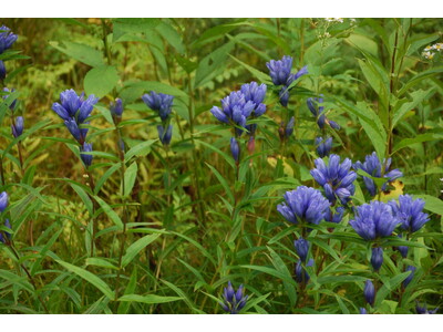 【4月25日(土)開幕】富士見パノラマリゾート、2026年グリーンシーズン営業を開始