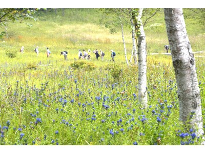 花暦の夏が終わり、湿原に大輪がひらく。花の名山・入笠山で「3万本のリンドウ祭り」初開催｜長野県・富士見パノラマリゾート