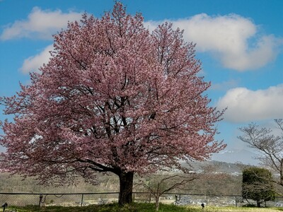布引温泉小諸～桜に泊まる滞在で春限定の小諸を