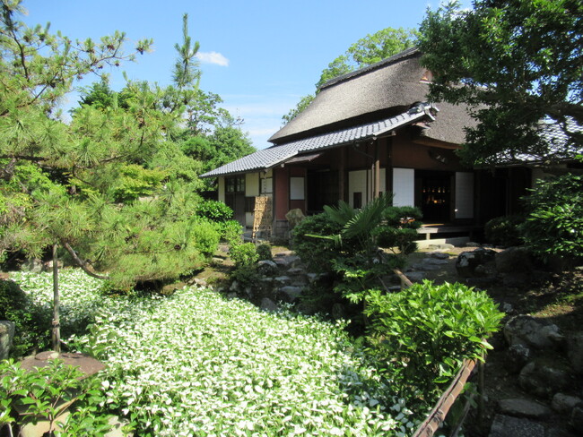 【ここにしかない景色】重厚な建物と初夏を感じる涼しげな半夏生が群生