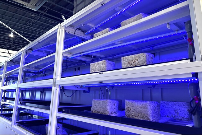 きのこを育て、そのCO2を植物へ。FIVORが新型きのこ栽培装置「TAMATE BOX KASAJIZO」を11月16日発売開始