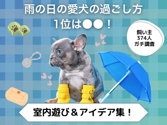 【飼い主374人に調査】雨の日、おうちで何してる？愛犬の人気1位は「ボール遊び」！退屈しない室内アイデアが続々。