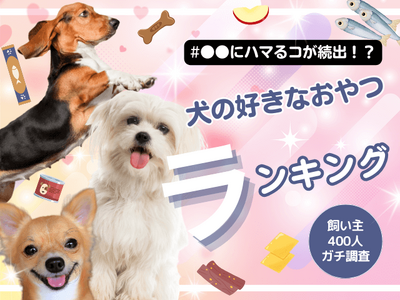 【飼い主400人に調査】犬がどハマりする●●が1位！好きなおやつランキングを大公開！