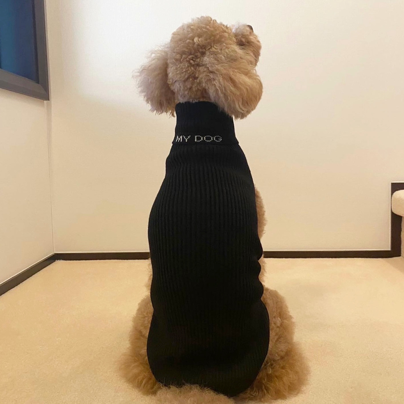 【イタリアン・ペットファッションショー】ミラノ発のペットファッションブティック「DolcePet」が「在日イタリア商工会議所（ICCJ）」にて愛犬と共に特別な時間を過ごすスペシャルイベントを開催。