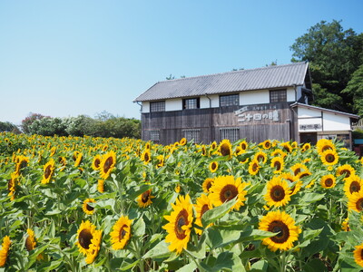 今年の夏休みは瀬戸内 小豆島へアートと昭和ノルタルジックの旅