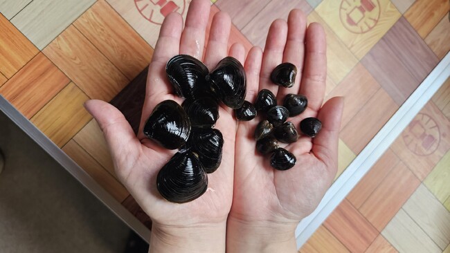 一年で今だけ。青森・十三湖の採れたて特大しじみ、冷凍せずそのまま直送！名物「しじみバター」が期間限定で超特大版に｜東北居酒屋 奥羽の宴（秋葉原）