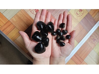 一年で今だけ。青森・十三湖の採れたて特大しじみ、冷凍せずそのまま直送！名物「しじみバター」が期間限定で超特大版に｜東北居酒屋 奥羽の宴（秋葉原）