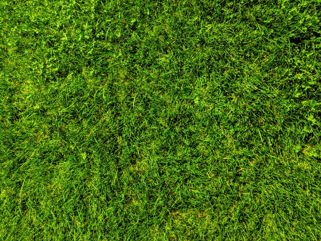 WAKU、竹中工務店・不二造園土木と共同で路面緑化工法における植物活性向上の実証研究を実施