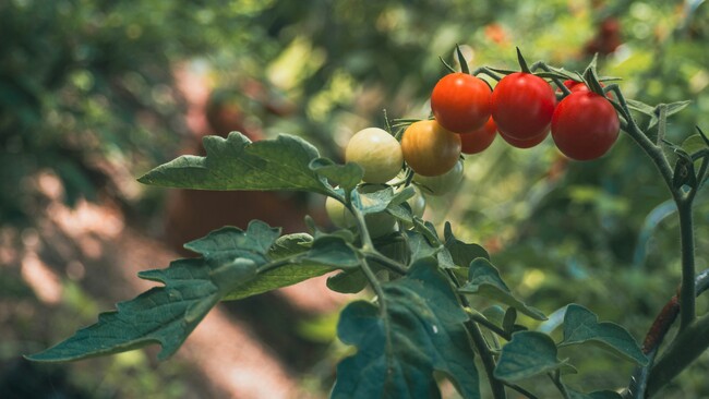 WAKU、愛媛大学、豊橋技術科学大学と「グルタチオン」による高温ストレス耐性向上に関する共同研究を開始