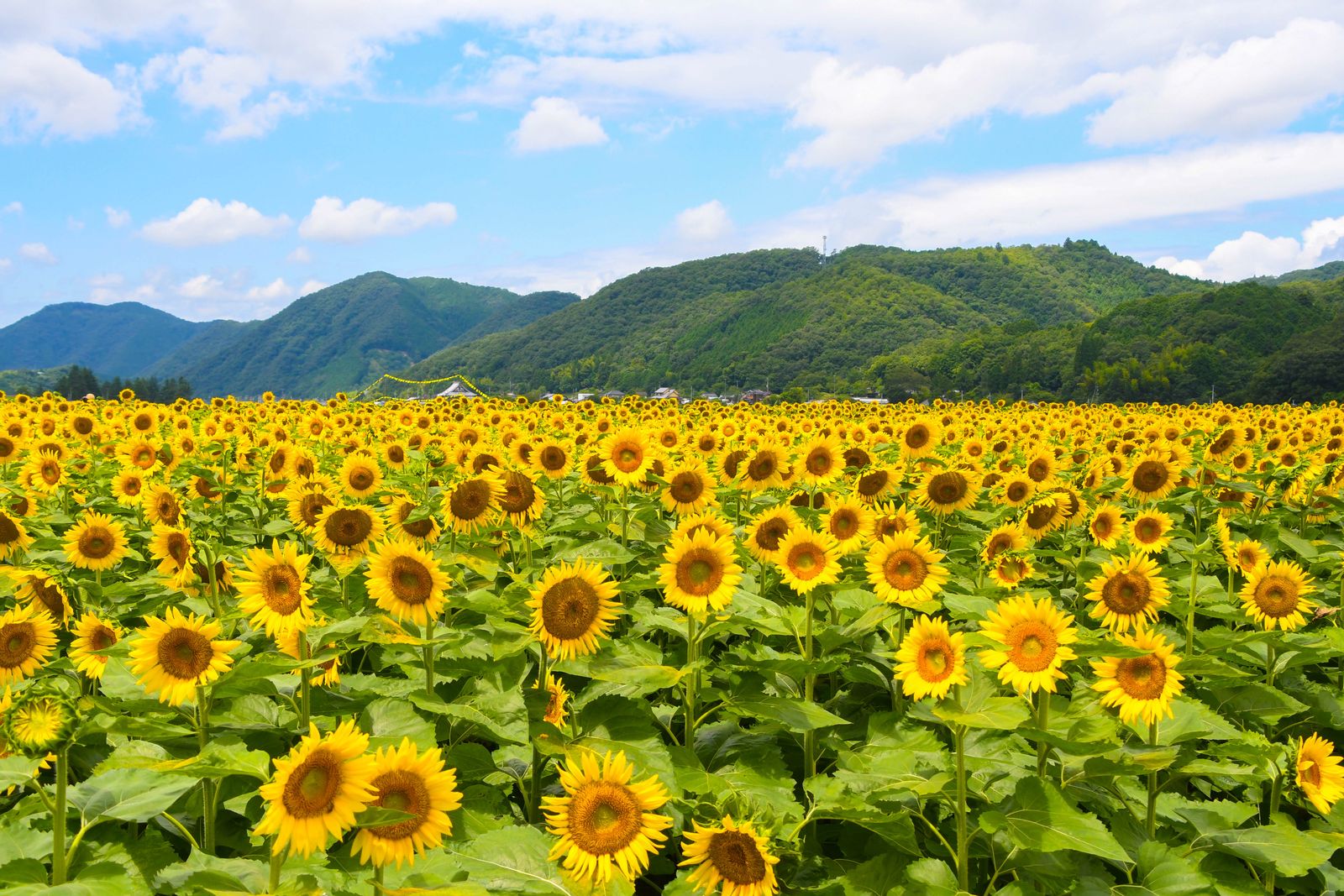 関西最大級74万本のひまわりが咲き誇る夏の絶景へ！「佐用町南光ひまわり祭り2025」が7月19日（土）から開催【兵庫県佐用町】