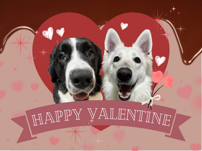 【江戸川区にある一軒家の大型犬カフェ？】ロマンチックな夜を大型犬と過ごす「バレンタインナイト」4日間限定開催