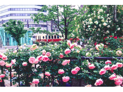 「第25回大塚バラまつり」を5月3日から開催！約710品種1210株のバラを楽しめる祭典