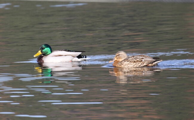 冬の三方五湖は“野鳥の楽園”-専門ガイド付き「冬限定・野鳥観察クルーズ」開催～静かな遊覧船で楽しむ本格バードウォッチング体験～