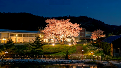 若狭湾の景勝地”三方五湖”がきらめく夜に―「宵の桜プロジェクトin三方五湖」初開催!