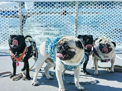 10月毎週金曜「ペットクルーズ」開催！愛犬と三方五湖の湖上散歩へ。