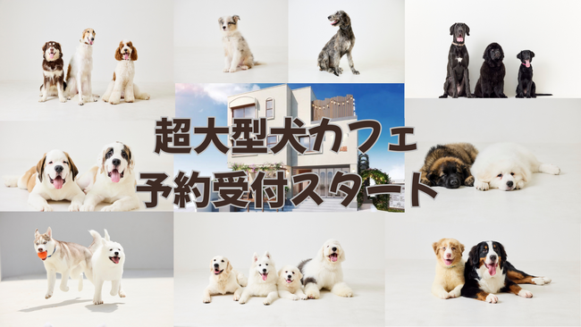 18匹の超大型犬に会える！世界最大級の犬カフェ「犬席屋」予約受付開始！