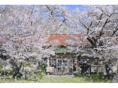 THE GALLERY企画展　深澤 武　写真展「桜」を開催