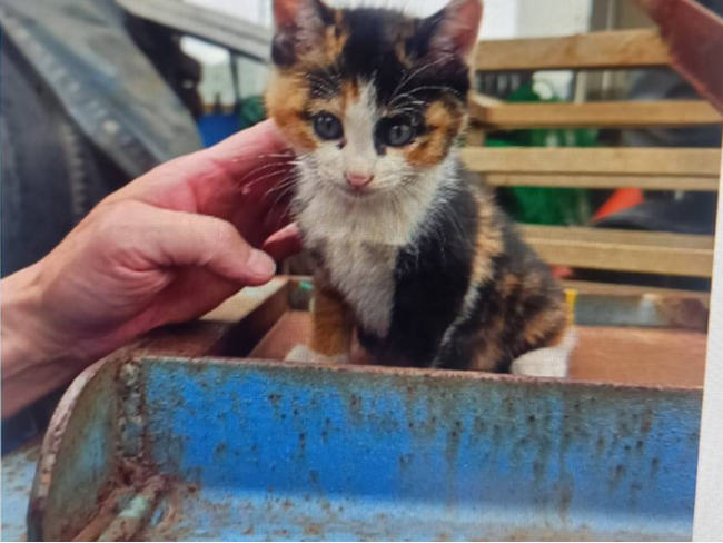 東京都は猫たちを見殺しにしないで──都が管轄する廃棄物埋立処分場の猫たちの保護を許可してください