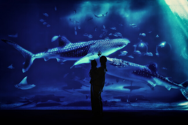 能登半島地震を乗り越えて。のとじま水族館のジンベエザメを撮影した写真が、国際写真コンテスト「Cosmos Awards」で3位入賞