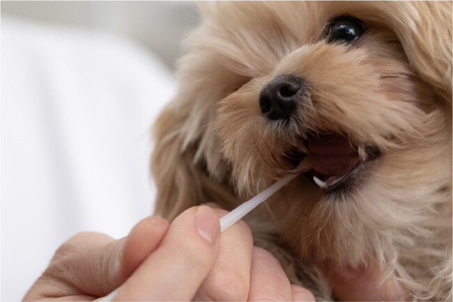 獣医師やペットサロンも注目　愛犬の歯周病リスクを測る郵送検査キット「Mouthoon」