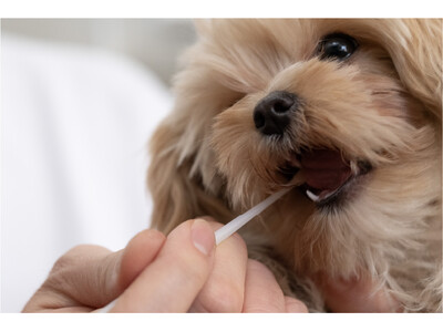 獣医師やペットサロンも注目 愛犬の歯周病リスクを測る郵送検査キット「Mouthoon」