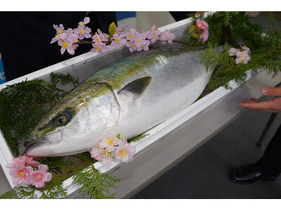 三重・東紀州に春の訪れ！4月4日(土)「尾鷲イタダキ市」で旬の春ぶりが味わえる！