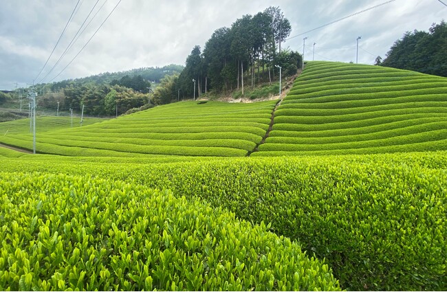 【リーガロイヤルホテル京都】新茶の季節ならではのメニューが愉しめる「京都宇治 和束茶フェア」開催