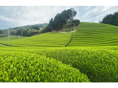 【リーガロイヤルホテル京都】新茶の季節ならではのメニューが愉しめる「京都宇治 和束茶フェア」開催