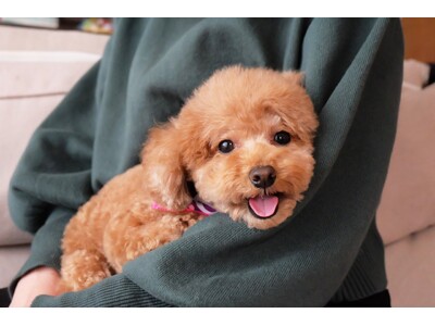 【リーガロイヤルホテル広島】1日1室限定『ペットフレンドリールーム』が誕生