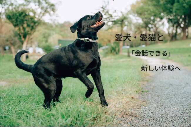 ���̖����A�Â��H����Ƃ��s���H���E�L�̋C����AI�ŗ\�z����uPettiChat�vMakuake��s�̔�
