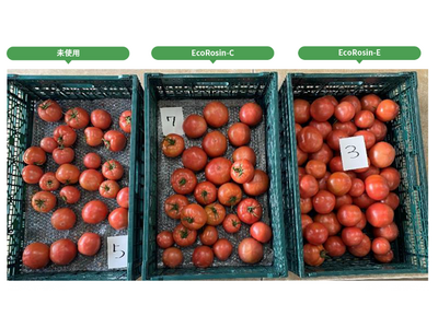 猛暑でも安定収量の確保。農業経営を劇的に変える松やに由来「EcoRosin(R)」の実証試験結果を公開。...