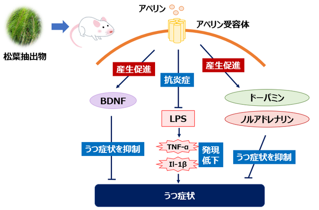 松葉抽出物がうつ病様症状を改善！アペリン経路の活性化による神経保護作用と神経伝達物質の調整メカニズムを初解明