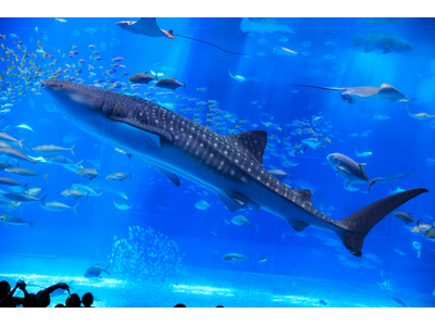 オリオンホテル モトブ リゾート＆スパ|夏休み特別イベント「親子で参加しよう！博士と学ぶ『美ら島アカデミー＠オリオンホテル モトブ リゾート＆スパ』」を開催