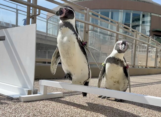 見逃せない、アクアワールド・大洗の “秋ならでは”のプログラム「ペンギンのおさんぽタイム」＆秋の「IWASHI LIFE」