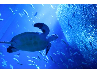 SDGs週間 パネル展示「海からのメッセージ～ウミガメのみらい～」 アクアワールド・大洗で2026年8月27日(木)から9月30日(水)まで開催