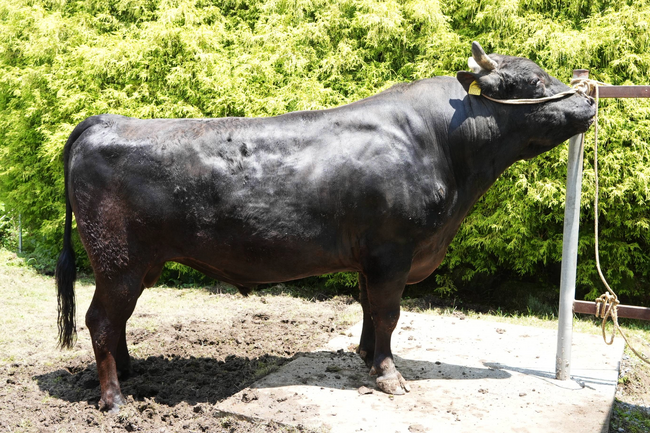 黒毛和種種雄牛「姉久姫」が北海道育種価（脂肪交雑基準値部門）で2期連続第1位を獲得