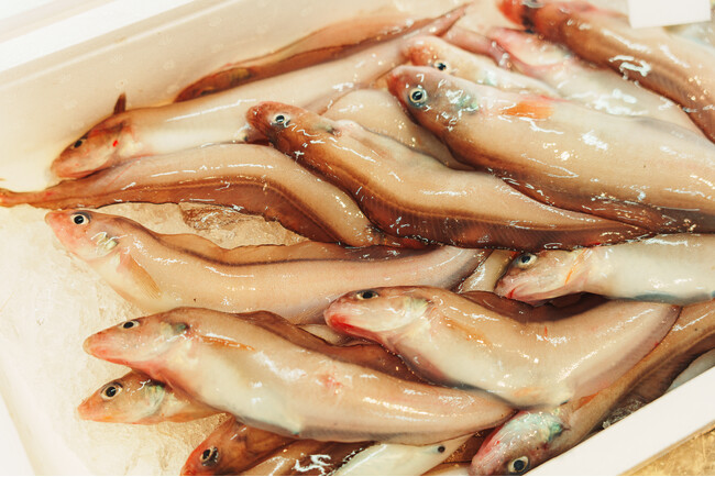 幻の深海魚「幻魚（げんぎょ）」の旬を味わう！道の駅うみてらす名立で「幻魚フェア」