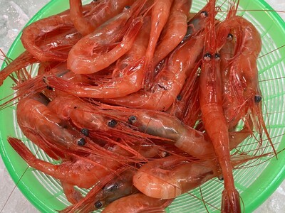 【道の駅うみてらす名立】名立産100％の旬の甘エビを堪能する「甘エビ祭り」を開催！