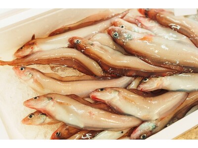 上越・名立沖の「幻の深海魚」を味わう！道の駅うみてらす名立で「幻魚フェア」開催！