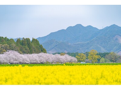 「日本のひなた」宮崎に花の季節到来！2026年の春に行きたい宮崎イベントをご紹介