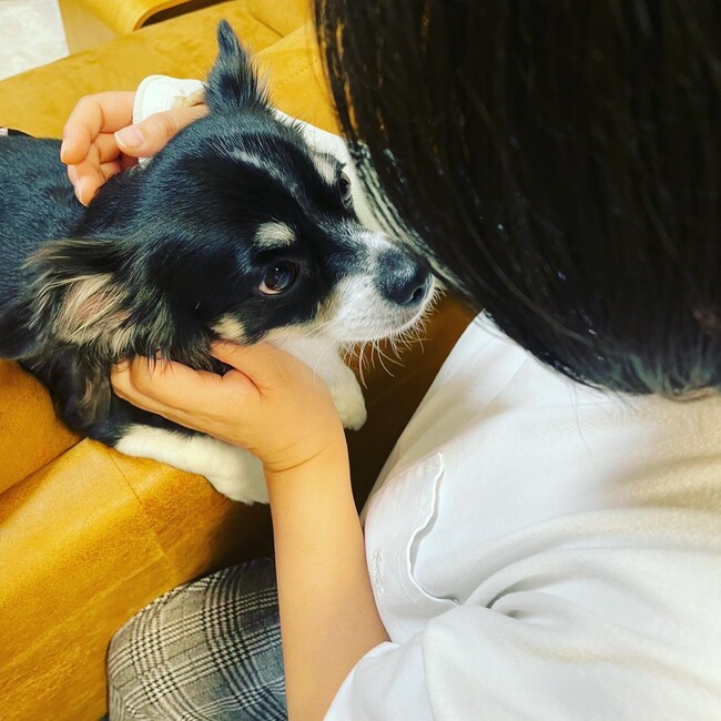 猛暑で急増するマダニ被害、布団・ペット用品クリーニングで対策を！しももとクリーニングへの問い合わせが前年同期比300％増