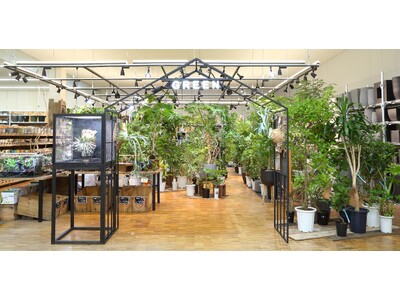 アヤハディオ吉祥院八条店　リニューアル　― 植物売場の拡張とDIY・生活用品の充実で、より魅力的な店舗へ ―