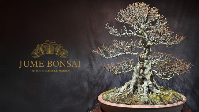 プレスリリース「「JUME BONSAI 無垢 -MUKU-」、ウォルドーフ・アストリア大阪に期間限定展示」のイメージ画像