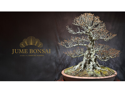 「JUME BONSAI 無垢 -MUKU-」、ウォルドーフ・アストリア大阪に期間限定展示